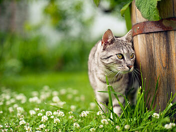 Fremde Katzen im Garten? So kannst du sie vertreiben