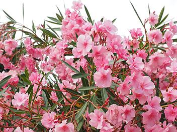 Oleander richtig schneiden: Tipps und Tricks damit die Pflanze perfekt blüht